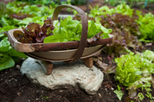 The ultimate reward of the salad lover's garden.