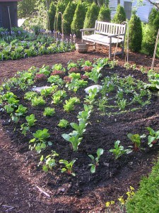 Tapestry of lettuce in Ellen Ogden's garden.