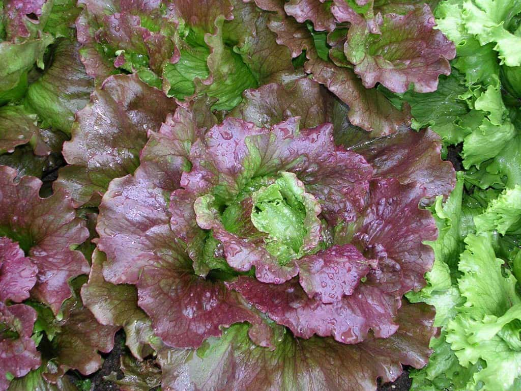 Red Head Lettuce