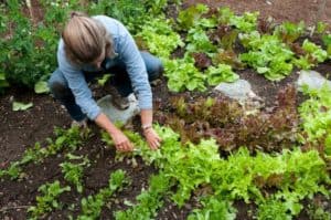 ellen ogden salad garden