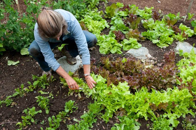 ellen harvesting salad garden