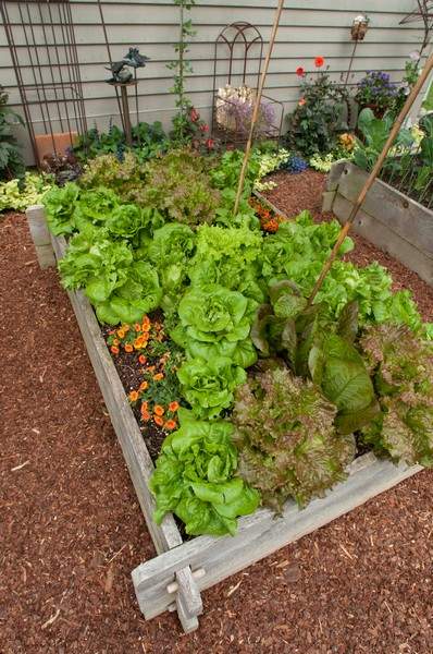 Lettuce in a raised bed