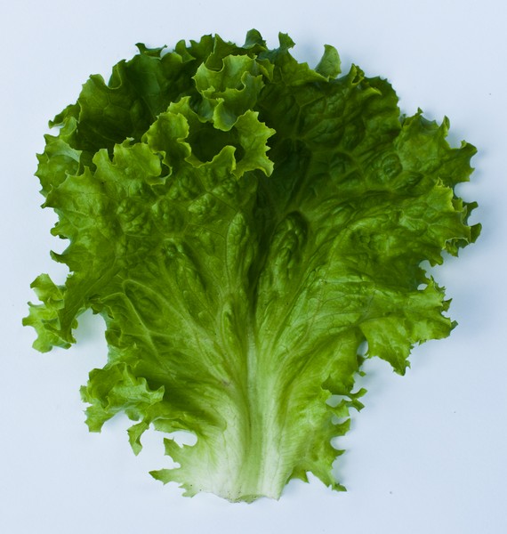 Buttercrunch lettuce
