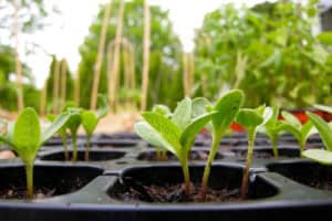 seedlings