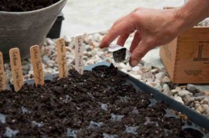 seeds sowing