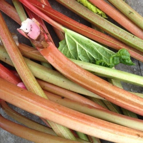 rhubarb pie