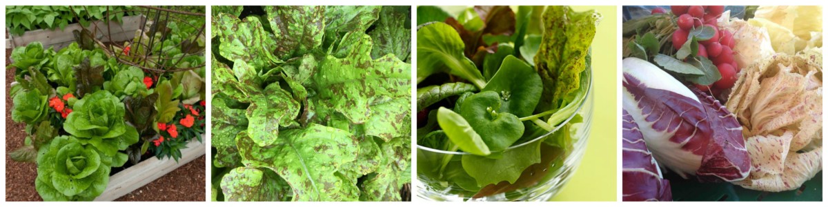 how to grow salad greens.