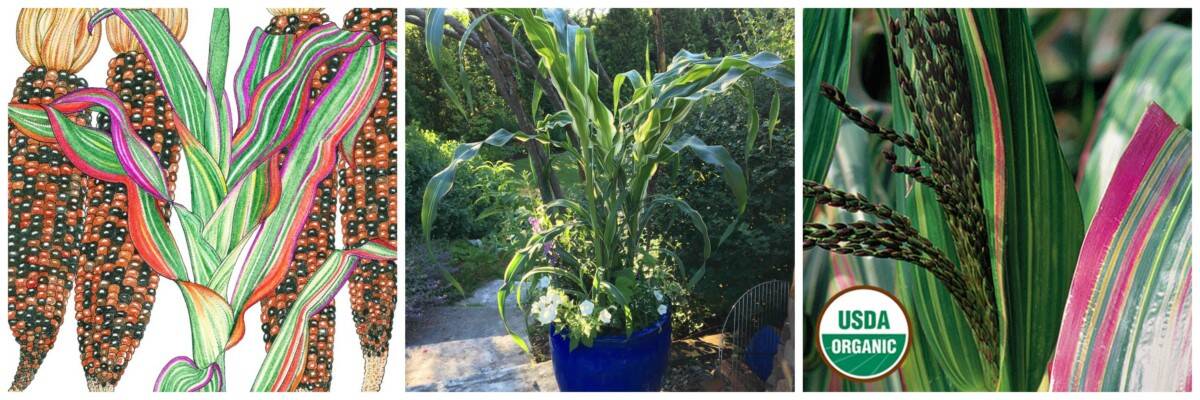 heirloom japonica corn