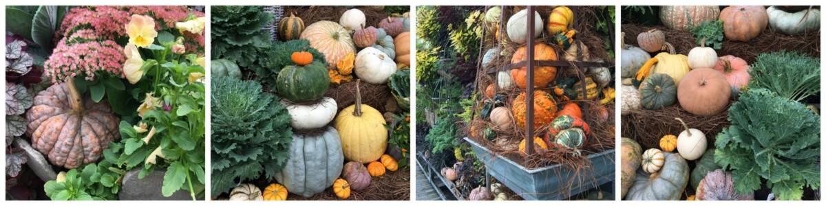 fall gourds