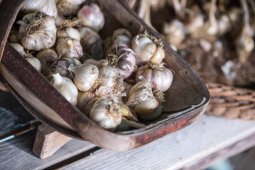 heirloom garlic