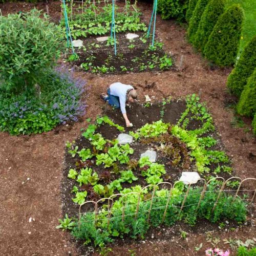 Ellen Ogden salad garden