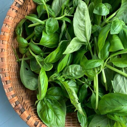 Sweet Genovese Basil