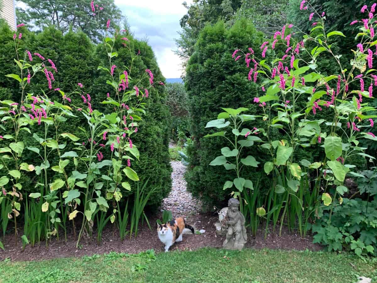 Kiss Me Over the Garden Gate