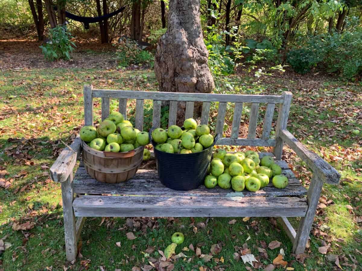 heirloom apple tree